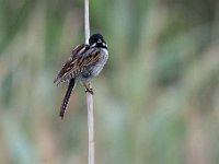 Emberiza schoeniclus 122, Rietgors, Saxifraga-Luuk Vermeer