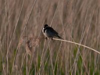 Emberiza schoeniclus 127, Rietgors, Saxifraga-Luuk Vermeer