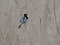 Emberiza schoeniclus 128, Rietgors, Saxifraga-Luuk Vermeer