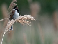 Emberiza schoeniclus 129, Rietgors, Saxifraga-Luuk Vermeer