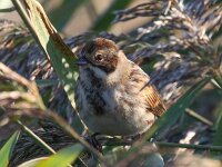 Emberiza schoeniclus 133, Rietgors, Saxifraga-Bart Vastenhouw