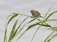 Emberiza schoeniclus 135, Rietgors, Saxifraga-Tom Heijnen