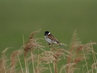 Emberiza schoeniclus 29, Rietgors, Saxifraga-Dirk Hilbers