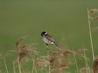 Emberiza schoeniclus 32, Rietgors, Saxifraga-Dirk Hilbers