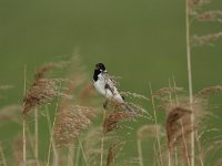 Emberiza schoeniclus 34, Rietgors, Saxifraga-Dirk Hilbers