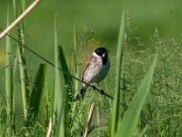 Emberiza schoeniclus 48, Rietgors, Saxifraga-Luuk Vermeer