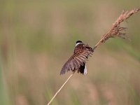 Emberiza schoeniclus 53, Rietgors, Saxifraga-Luuk Vermeer