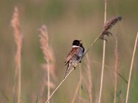 Emberiza schoeniclus 59, Rietgors, Saxifraga-Luuk Vermeer