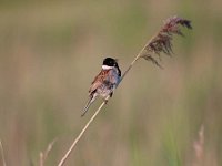 Emberiza schoeniclus 61, Rietgors, Saxifraga-Luuk Vermeer