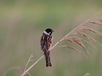 Emberiza schoeniclus 68, Rietgors, Saxifraga-Luuk Vermeer