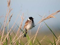 Emberiza schoeniclus 74, Rietgors, Saxifraga-Luuk Vermeer