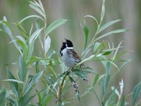 Emberiza schoeniclus 85, Rietgors, Saxifraga-Luuk Vermeer