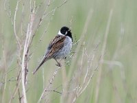 Emberiza schoeniclus 91, Rietgors, Saxifraga-Luuk Vermeer