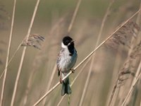 Emberiza schoeniclus 95, Rietgors, Saxifraga-Luuk Vermeer