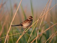 Emberiza schoeniclus 98, Rietgors, Saxifraga-Luuk Vermeer