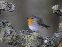 Erithacus rubecula 100, Roodborst, Saxifraga-Luuk Vermeer