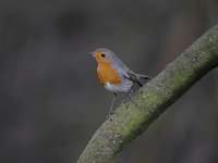 Erithacus rubecula 105, Roodborst, Saxifraga-Luuk Vermeer