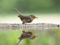 Erithacus rubecula 115, Roodborst, Saxifraga-Luuk Vermeer