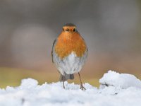 Erithacus rubecula 126, Roodborst, Saxifraga-Luuk Vermeer