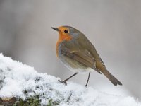 Erithacus rubecula 129, Roodborst, Saxifraga-Luuk Vermeer