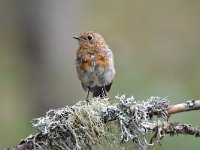 Erithacus rubecula 130, Roodborst, Saxifraga-Luuk Vermeer