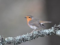 Erithacus rubecula 133, Roodborst, Saxifraga-Luuk Vermeer