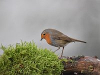 Erithacus rubecula 135, Roodborst, Saxifraga-Luuk Vermeer