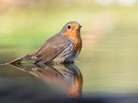 Erithacus rubecula 137, Roodborst, Saxifraga-Luuk Vermeer