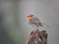 Erithacus rubecula 138, Roodborst, Saxifraga-Luuk Vermeer