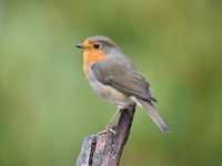 Erithacus rubecula 140, Roodborst, Saxifraga-Luuk Vermeer