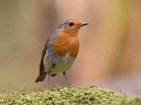 Erithacus rubecula 147, Roodborst, Saxifraga-Luuk Vermeer