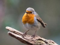 Erithacus rubecula 150, Roodborst, Saxifraga-Bart Vastenhouw