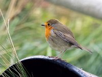 Erithacus rubecula 151, Roodborst, Saxifraga-Bart Vastenhouw