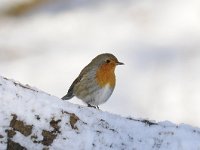 Erithacus rubecula 79, Roodborst, Saxifraga-Luuk Vermeer