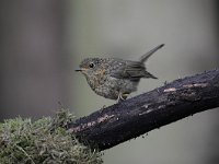 Erithacus rubecula 83, Roodborst, Saxifraga-Luuk Vermeer