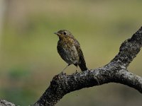 Erithacus rubecula 89, Roodborst, Saxifraga-Luuk Vermeer