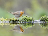 Erithacus rubecula 92, Roodborst, Saxifraga-Luuk Vermeer