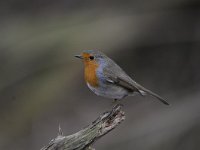 Erithacus rubecula 96, Roodborst, Saxifraga-Luuk Vermeer