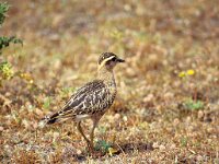 Eudromias morinellus , Dotterel