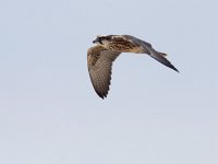 Falco biarmicus