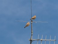 Falco naumanni, Lesser Kestrel