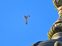 Falco naumanni 21, Kleine torenvalk, Saxifraga-Tom Heijnen