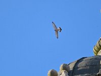 Falco naumanni 42, Kleine torenvalk, Saxifraga-Tom Heijnen