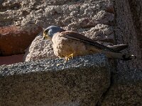 Falco naumanni 75, Kleine torenvalk, Saxifraga-Bart Vastenhouw
