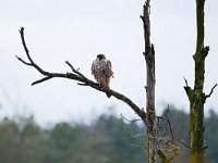 Falco peregrinus 79, Slechtvalk, Saxifraga-Tom Heijnen