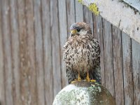 Falco tinnunculus 128,Torenvalk, Saxifraga-Luuk Vermeer