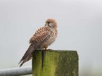 Falco tinnunculus 130,Torenvalk, Saxifraga-Luuk Vermeer