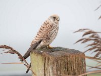 Falco tinnunculus 138,Torenvalk, Saxifraga-Luuk Vermeer