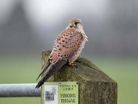 Falco tinnunculus 143,Torenvalk, Saxifraga-Luuk Vermeer