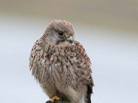 Falco tinnunculus 145,Torenvalk, Saxifraga-Luuk Vermeer